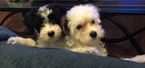 Small Photo #7 Chinese Crested Puppy For Sale in MANHATTAN, NY, USA