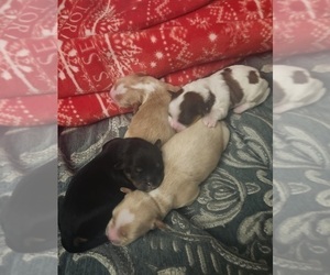 Lhasa Apso-Papitese Mix Litter for sale in ORANGEBURG, SC, USA