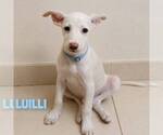 Small Mutt