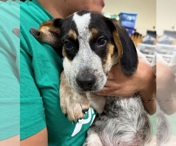Medium Photo #4 Labbe Puppy For Sale in GILBERTS, IL, USA