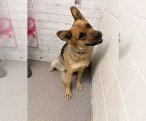 German Shepherd Dog-Unknown Mix Dogs for adoption in San Bernardino, CA, USA