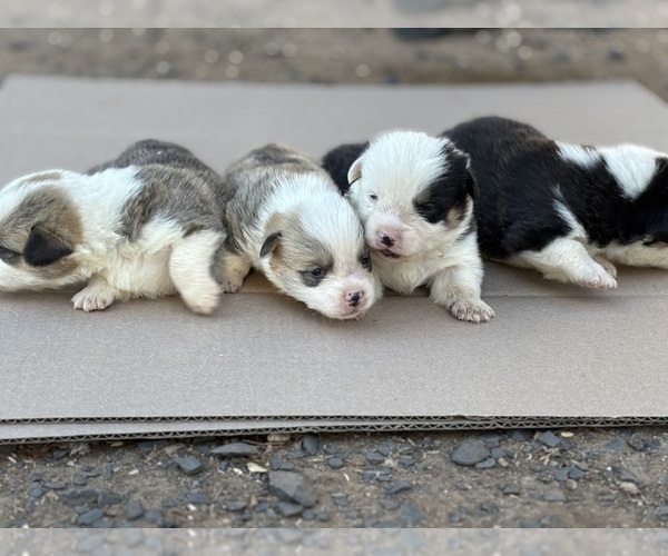 Medium Photo #2 Pembroke Welsh Corgi Puppy For Sale in OROVILLE, CA, USA