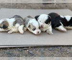 Small #1 Pembroke Welsh Corgi