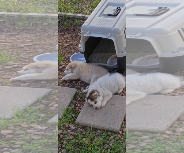 Medium Photo #2 Siberian Husky Puppy For Sale in Cedar Crest, NM, USA