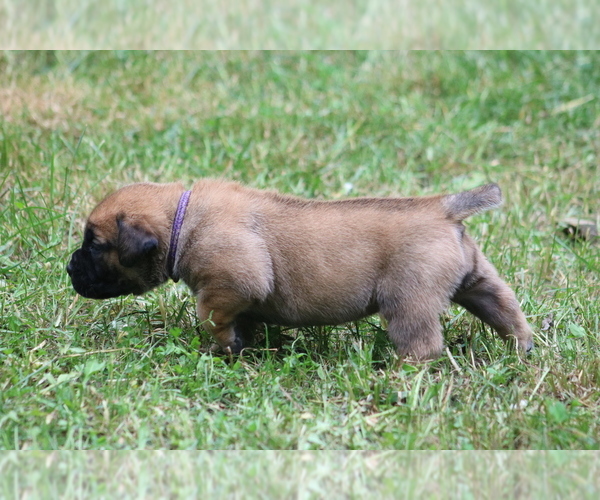 Medium Photo #14 Boerboel Puppy For Sale in WASILLA, AK, USA