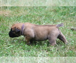 Small Photo #14 Boerboel Puppy For Sale in WASILLA, AK, USA