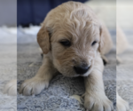 Small Photo #3 Golden Retriever Puppy For Sale in Brooklyn, NY, USA