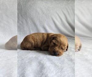 Golden Retriever Puppy for sale in WILLIAMSTOWN, KY, USA