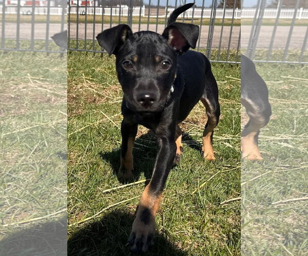 Medium Photo #4 German Pinscher-Unknown Mix Puppy For Sale in Germantown, OH, USA