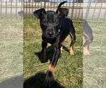 Small #3 German Pinscher Mix