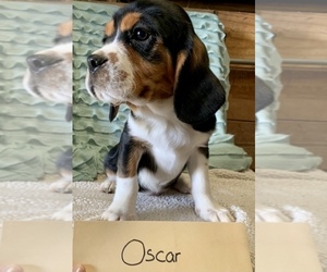 Beaglier Puppy for sale in GRABILL, IN, USA
