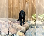 Puppy Eleven Goldendoodle (Miniature)