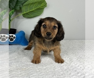 Dachshund Puppy for Sale in FRANKLIN, Indiana USA