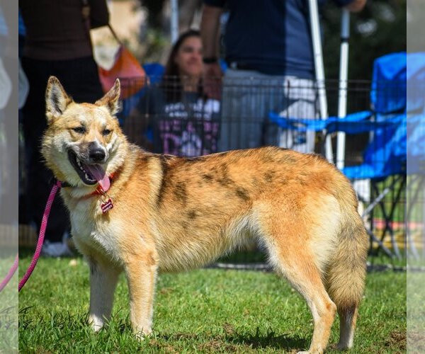 Medium Photo #3 Australian Shepherd-Retriever  Mix Puppy For Sale in Newport Beach, CA, USA