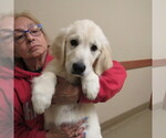 Small #2 English Cream Golden Retriever