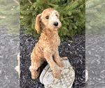 Small #2 Goldendoodle (Miniature)