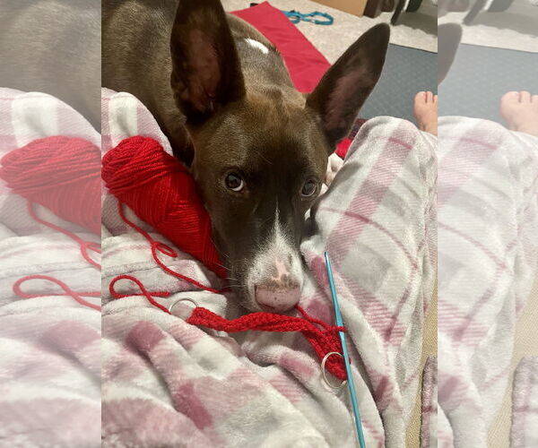 Medium Photo #4 German Shepherd Dog-Unknown Mix Puppy For Sale in The Woodlands, TX, USA