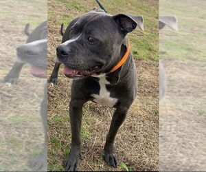 Watson - Male Mutt Dog for Adoption - Photo #3