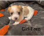 Puppy Fern Morkie