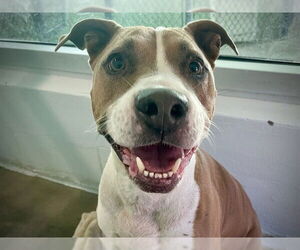 Medium American Bulldog Mix