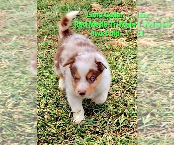 Medium Photo #48 Border Collie Puppy For Sale in BYBEE, TN, USA