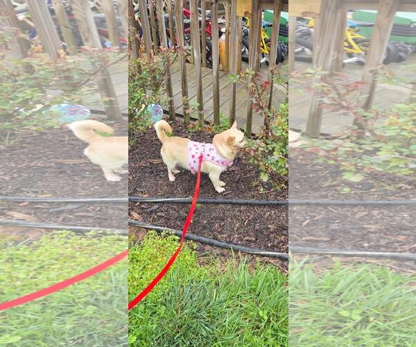 Medium Photo #6 Chihuahua Puppy For Sale in Westminster, MD, USA