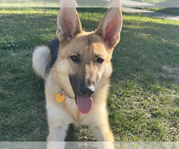 Medium Photo #1 German Shepherd Dog Puppy For Sale in Riverside, CA, USA