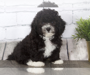 Poochon Puppy for sale in RED LION, PA, USA