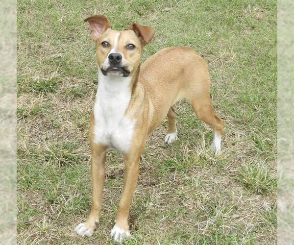 Medium Photo #3 Mutt Puppy For Sale in Anniston, AL, USA