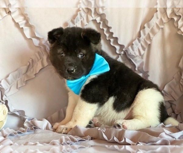 Medium Photo #4 Akita Puppy For Sale in LANCASTER, PA, USA