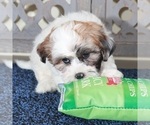 Small #2 ShihPoo