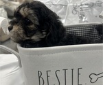 Small #4 YorkiePoo