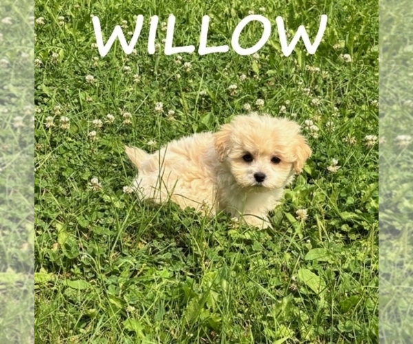 Medium Photo #3 Shih-Poo Puppy For Sale in HARTLAND, MN, USA