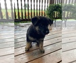 Small #3 German Shepherd Dog