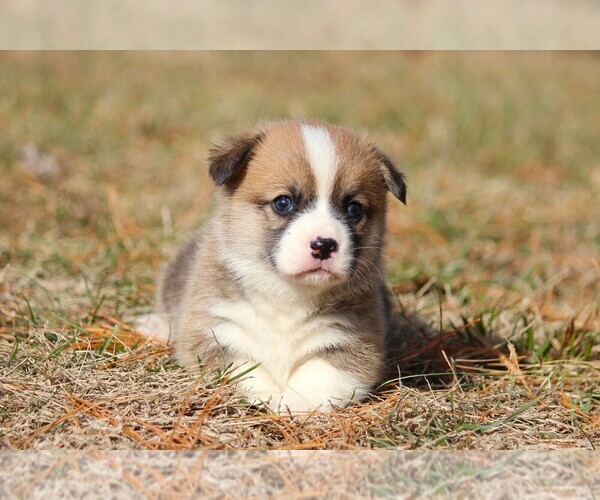 Medium Photo #1 Pembroke Welsh Corgi Puppy For Sale in FORT MADISON, IA, USA
