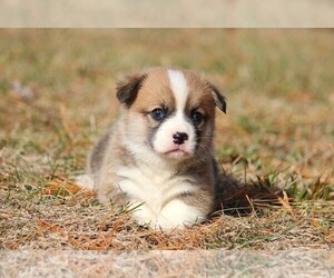 Medium Pembroke Welsh Corgi