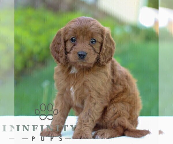 Medium Photo #4 Cavapoo Puppy For Sale in LITITZ, PA, USA