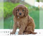 Small #3 Cavapoo
