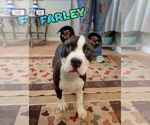 Mutt Dogs for adoption in Port Clinton, OH, USA