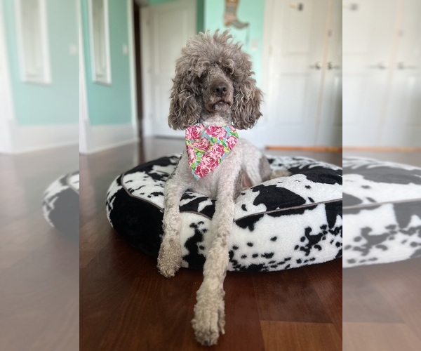 Medium Photo #1 Poodle (Standard) Puppy For Sale in TIMMONSVILLE, SC, USA