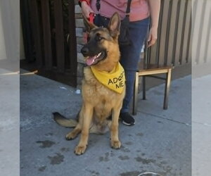 German Shepherd Dog Dogs for adoption in Woodbury, NY, USA