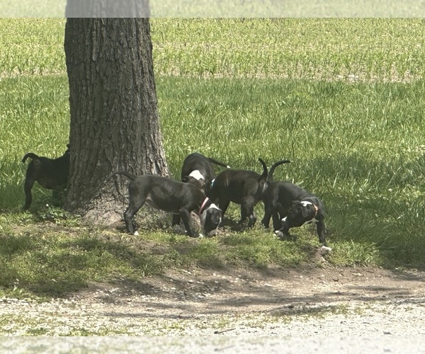 Medium Photo #5 Bullypit Puppy For Sale in BETHALTO, IL, USA