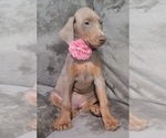 Small Photo #43 Doberman Pinscher Puppy For Sale in POMEROY, OH, USA