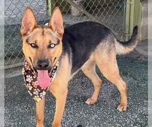 German Shepherd Dog-Unknown Mix Dogs for adoption in Fremont, CA, USA
