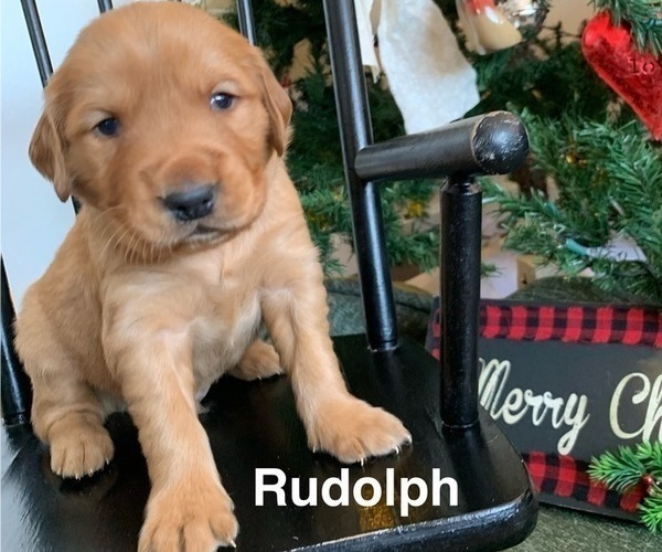 Medium Photo #2 Golden Retriever Puppy For Sale in LE ROY, MN, USA