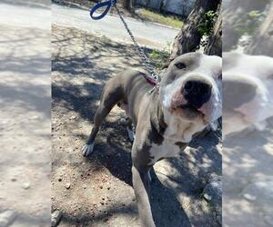 American Staffordshire Terrier Dogs for adoption in San Antonio, TX, USA