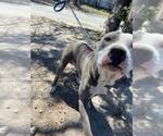 Small American Staffordshire Terrier