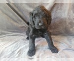 Puppy 7 German Shorthaired Pointer-Poodle (Standard) Mix