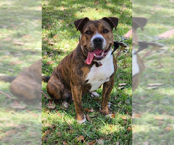 Medium Photo #2 Mutt Puppy For Sale in Baytown, TX, USA