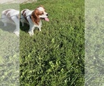 Small Photo #1 Cavalier King Charles Spaniel Puppy For Sale in WATERTOWN, WI, USA